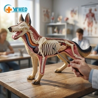 Modelo de Anatomía Canina Desmontable de 29 Partes, para Biología Animal, Veterinaria, Ciencia, Regalo Educativo, con Certificación CE/ISO