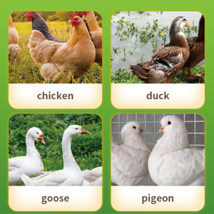 น้ำมันปลาแซลมอนอลาสกันในทะเลลึกสำหรับสุนัขโอเมก้า3มี EPA และ DHA ประโยชน์ต่อสุขภาพสำหรับผิวระบบประสาทหัวใจ - Product Image 2