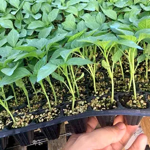 Bandejas de plántulas de plástico de 105 celdas para vivero y plantas