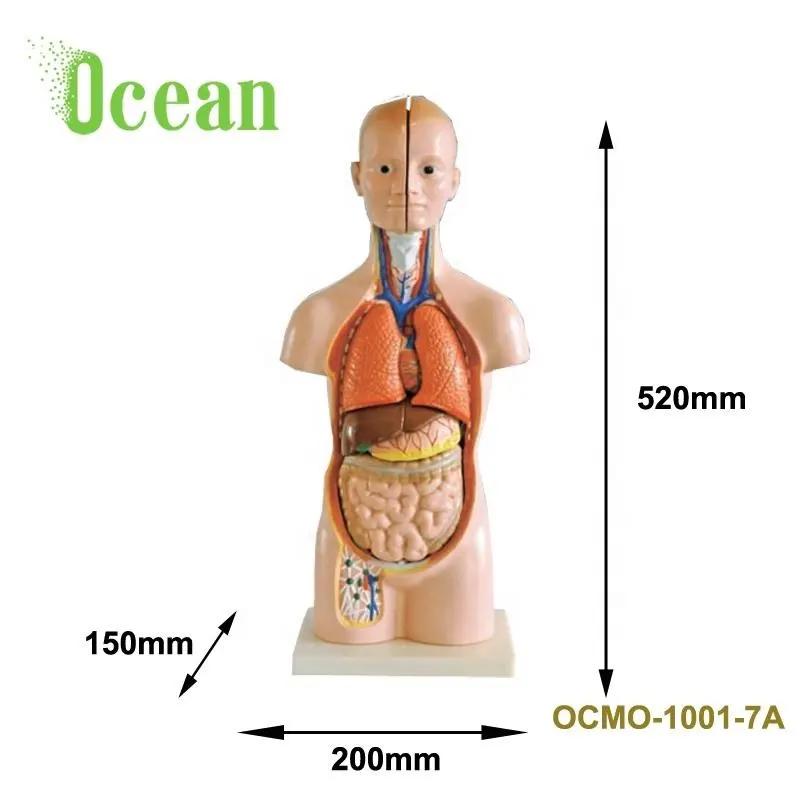 Transparenter menschlicher Anatomie torso für den Unterricht an der Medical Science School