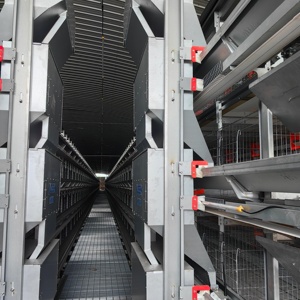 Jaula para Gallinas Ponedoras Tipo H de 4 Niveles Totalmente Automática - Product Image 1