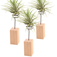 Support pour plantes à air à base de bûche personnalisé-Accessoires pour broméliacées à air-Décoration florale sans sol