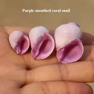 Escargot de mer corail violet, petite coquille naturelle, spécimen de collection rare, pour décoration aquatique, Chine continentale - Product Image 2