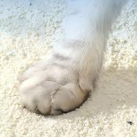 Pasir Kucing Singkong - Pengiriman Massal Volume Besar, Grosir, Label Singkong Premium, Basis Volume