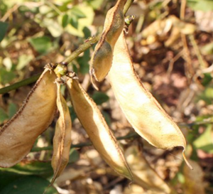 바이 비안 두 자연 생 건조 Dolichos lablab 정액 Dolichoris 앨범 화이트 히아신스 콩 추출하지 않음 - Product Image 6