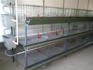 Equipo de cría de pollos de engorde automático moderno tipo H jaula de pollos de engorde para Nigeria