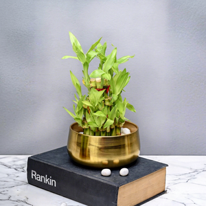 Macetas Decorativas Modernas y Ecológicas de Hierro Resistente con Acabado de Recubrimiento en Polvo, Macetas Personalizadas al por Mayor para el Hogar y el Jardín - Product Image 1