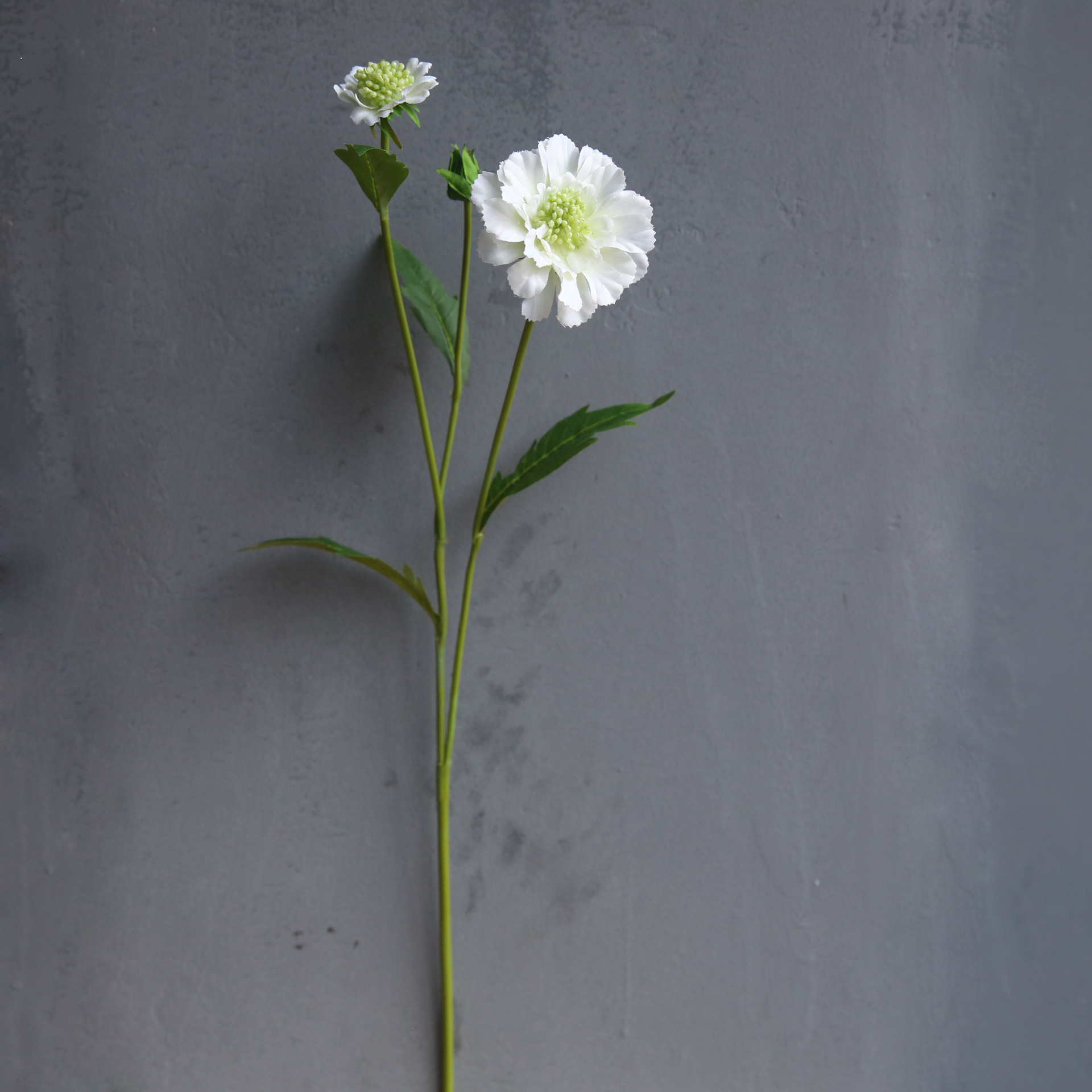 Blanc