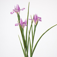Produsen Bunga Iris Grosir Bunga Iris Buatan Berkualitas Tinggi Sampel Gratis Dekorasi Taman Lanskap Pernikahan Iris