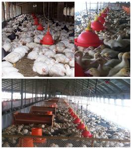 Abreuoires en plexiglas de poulet, vente en gros, à bas prix, fabriqué en chine - Product Image 6