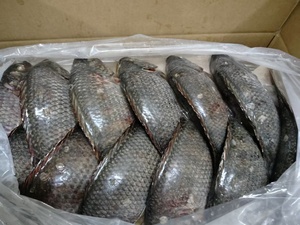 Tilapia Intera Fresca Congelata Premium Nera, Pesce Intero Congelato per Ristoranti e Vendita al Dettaglio - Product Image 5