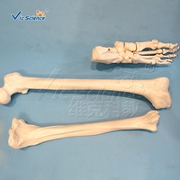 Modelo de Esqueleto Humano Desarticulado Completo, Huesos Sueltos Separados del Cuerpo Entero, Modelo de Enseñanza Médica de Anatomía