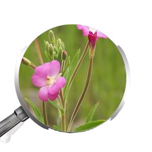 Extracto Puro de <span class=keywords><strong>Epilobium</strong></span> Parviflorum/ Polvo de <span class=keywords><strong>Epilobium</strong></span> Parviflorum al Mejor Precio/ <span class=keywords><strong>Epilobium</strong></span> Parviflorum - Product Image 2