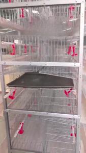 Yeni durum için otomatik çinko alüminyum magnezyum alaşımlı pil kafes tavuk <span class=keywords><strong>Coop</strong></span> <span class=keywords><strong>Pullet</strong></span> civciv katmanlı yuvalama yumurta kanatlı - Product Image 2