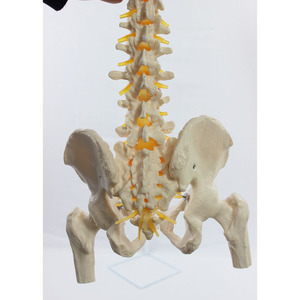 Modèle naturel de la grande vertèbre, de la ceinture pelvienne, du fémur et des nerfs spinaux attachés au sacrum (le sacrum peut être ouvert). - Product Image 2