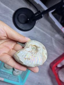 Fossile di Ammonite Naturale Iridiscente all'Ingrosso, Esemplare di Conchiglia Antica Arcobaleno per Decorazioni Domestiche e Meditazione Reiki - Fornitura all'Ingrosso - Product Image 3