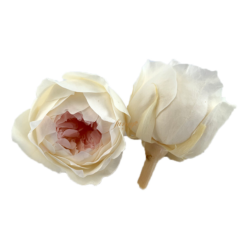 Wholesale Natural Austin Rose Preserved Flowers