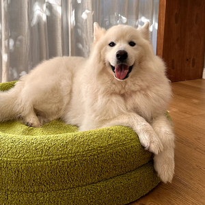 Proveedor de oro personalizado de espuma viscoelástica Cama grande para perros cubierta extraíble lavable impermeable Fondo elevado cama ortopédica de pared para perros - Product Image 2