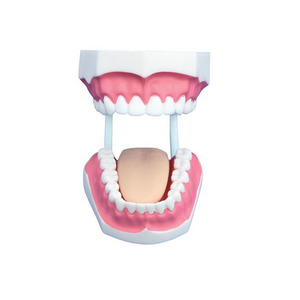 Modello Anatomico Compatto per la Formazione in Odontoiatria (28 Denti) - Product Image 4