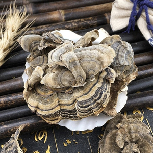 Fungo Selvatico Yunzhi di Grado Alimentare, Fungo Coda di Tacchino a Fette, Fungo Essiccato Sfuso con Fondo Bianco e Fascia Giallo-Verde per Tisane - Product Image 2