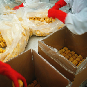 Maïs sucré biologique surgelé LQF, coupé, type Date, procédé de conservation par l'eau, fournisseur vietnamien, emballage sous vide en vrac - Product Image 1