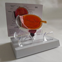Modèle d'anatomie de l'œil humain en PVC pour l'éducation médicale dans les écoles et les hôpitaux