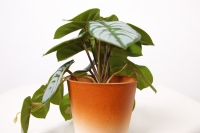 Ornements de jardin en plastique, Mini Pot à feuilles blanches, plantes artificielles pour décoration de maison et de bureau, 18CM, 10 pièces