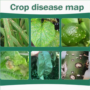 Ethylicin for Rice Bakanae Disease Blast and Sheath Blight Control Seed Soaking <strong>Treatment</strong> Systemic Translocation - Product Image 3