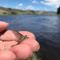 Mouches à pêche CDC Feather Wing Mayfly Dry Fly Deerhair Rocky River Trout, appâts artificiels