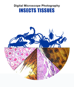 Diapositivas educativas preparadas Fábrica Biología Animal Parasitología Diapositivas biológicas Preparadas para uso en microscopio preparado para la universidad - Product Image 4