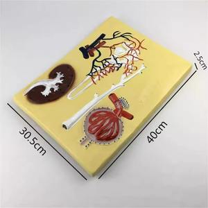 Modelo de Glomerulo de Nefrón Renal Humano de PVC, Sección de Riñón de Plástico, Modelo de Estructura de Corpo de Nefrón Renal, Marca Yulin - Product Image 5