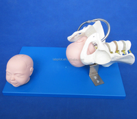 Modèle de démonstration de naissance et d'accouchement Labpilot, mannequin de formation scientifique médicale avec PVC LP/F23 pour les écoles