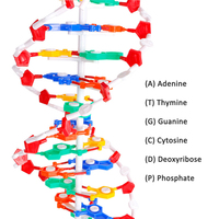 Modèle de démonstration de la structure de la double hélice de l'ADN anatomique scientifique médical SCIEDU, base de paires, génétique, biologique