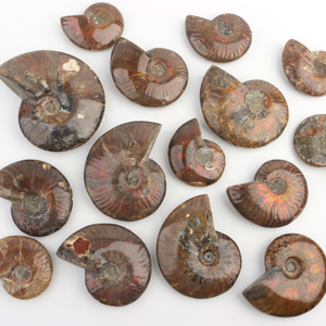 Fósiles de Amonites Naturales, Conchas de Cristal, Piedras de Colores Arcoíris Talladas con Técnica Pulida, Diseñadas para la Categoría de Productos Antiguos - Product Image 4