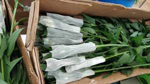 Lưới Đóng Gói Bảo Vệ Nụ Hoa Hồng Bằng Nhựa Lưới PP - Product Image 4