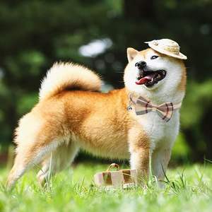 Juego de correa de collar de arnés para perro, arnés de perro pequeño a prueba de escape ajustable sin tirones, juego de Correa y arnés a cuadros clásico - Product Image 6