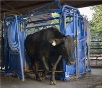 Equipo Ganadero con Báscula, Duradero, 1 Año de Garantía, para Uso Veterinario en Granjas y Ranchos, Chute de Sujeción de Ganado Semiautomático