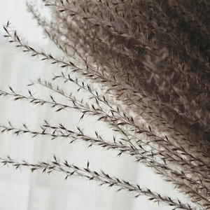 M-1152 Hot Bán Tự Nhiên Colour Hoa Khô Bulrush Nhà Máy <span class=keywords><strong>Miscanthus</strong></span> Cỏ Cho Đám Cưới - Product Image 4