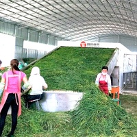 Séchoir à ceinture de 30 tonnes de capacité Feuilles Fleurs Cerfeuil Menthe poivrée Stevia Lemongrass Marjolaine Matériel de séchage