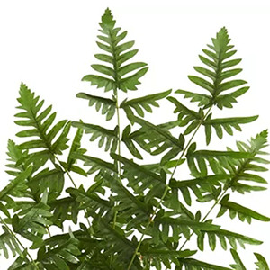 Cây dương xỉ nhân tạo trong chậu nhựa đen-tán lá xanh với những chiếc lá dài, nĩa trên nền trắng đặc - Product Image 2