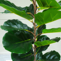 Indoor Home Office Dekor Heiße Verkäufe Kunststoff pflanzen Gefälschte Bonsai Ficus Bäume Künstliche Pflanze Geige Blatt Feigen baum