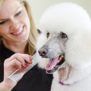 Dog comb, long-haired dog grooming comb, stainless steel comb, for cleaning and grooming dogs, <b>pet</b> supplies. - Product Image 1