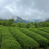 Résine de cannelle de Guangxi de qualité alimentaire, à prix compétitif, avec apigénine, polyphénols et protéines, pour la cuisine et la santé.