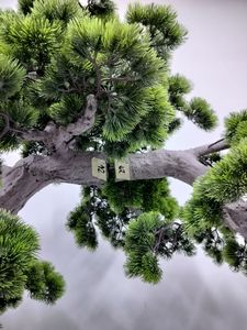 การจัดสวน & การจัดสวน & บ้านหรือโรงแรมสำนักงานตกแต่งต้นสนงาม180*90*180ซม. - Product Image 4