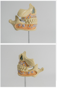 SCIEDU Dientes deciduos 2 piezas Modelo de <span class=keywords><strong>dentadura</strong></span> de anatomía humana Modelo de alternancia de dientes deciduos y permanentes - Product Image 6