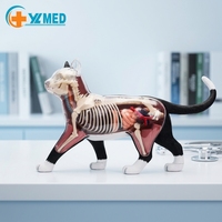 Modelo de Anatomía de Gato Simulado en PVC de 28 Piezas para Ciencias Médicas, Regalo para Niños, Recurso de Enseñanza, CE/ISO