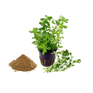 Extracto de Brahmi de alta calidad 8:1 Ingrediente derivado de plantas para bebidas funcionales y mezclas nutricionales de la industria alimentaria - Product Image 6