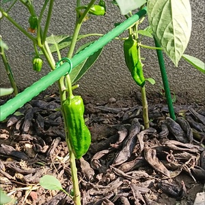 Ensemble de piquets de soutien pour plantes grimpantes de jardin, piquets multifonctionnels pour jardin, support pour plantes grimpantes de fruits et légumes - Product Image 4
