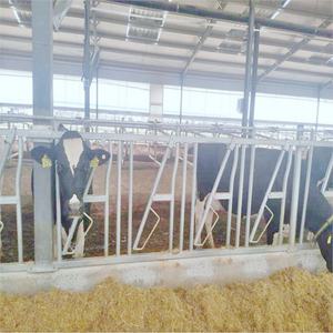 Equipo para Granjas Ganaderas, Abrazadera para Cabeza y Cuello de Ganado, Bloqueo Galvanizado Ajustable, Alto Nivel de Seguridad, Marca <span class=keywords><strong>Altay</strong></span> - Product Image 3