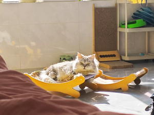 Lit grattoir <span class=keywords><strong>pour</strong></span> <span class=keywords><strong>chat</strong></span> en sisal, mobilier d'intérieur de luxe <span class=keywords><strong>pour</strong></span> animaux de compagnie, chaise <span class=keywords><strong>pour</strong></span> <span class=keywords><strong>chat</strong></span> en bois massif, grand tapis <span class=keywords><strong>à</strong></span> gratter, carton de luxe écologique - Product Image 4